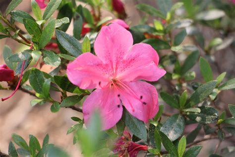 杜鹃花寓意